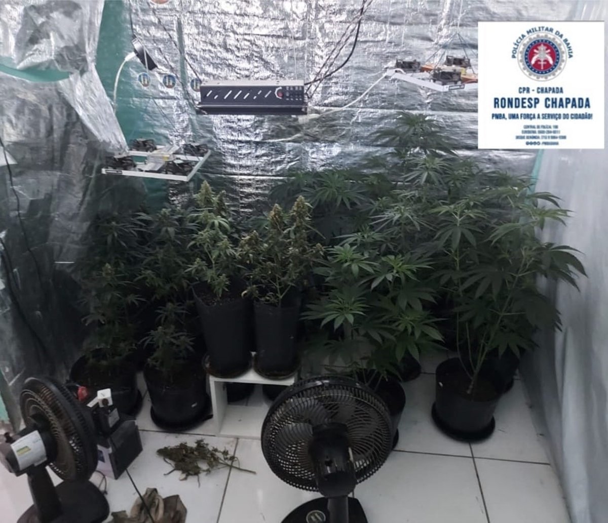 PM corta o barato de traficantes na chapada, e desmancha laboratório de maconha em apartamento alugado 