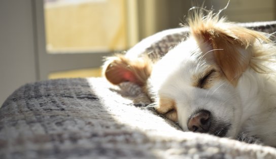 Gol do Brasil? Fogos podem perturbar os pets; veja dicas que podem ajudar