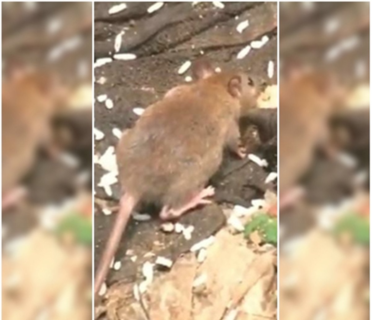 Moradores do Alto do Cabrito sofrem com ratos e mau cheiro de esgoto a céu aberto