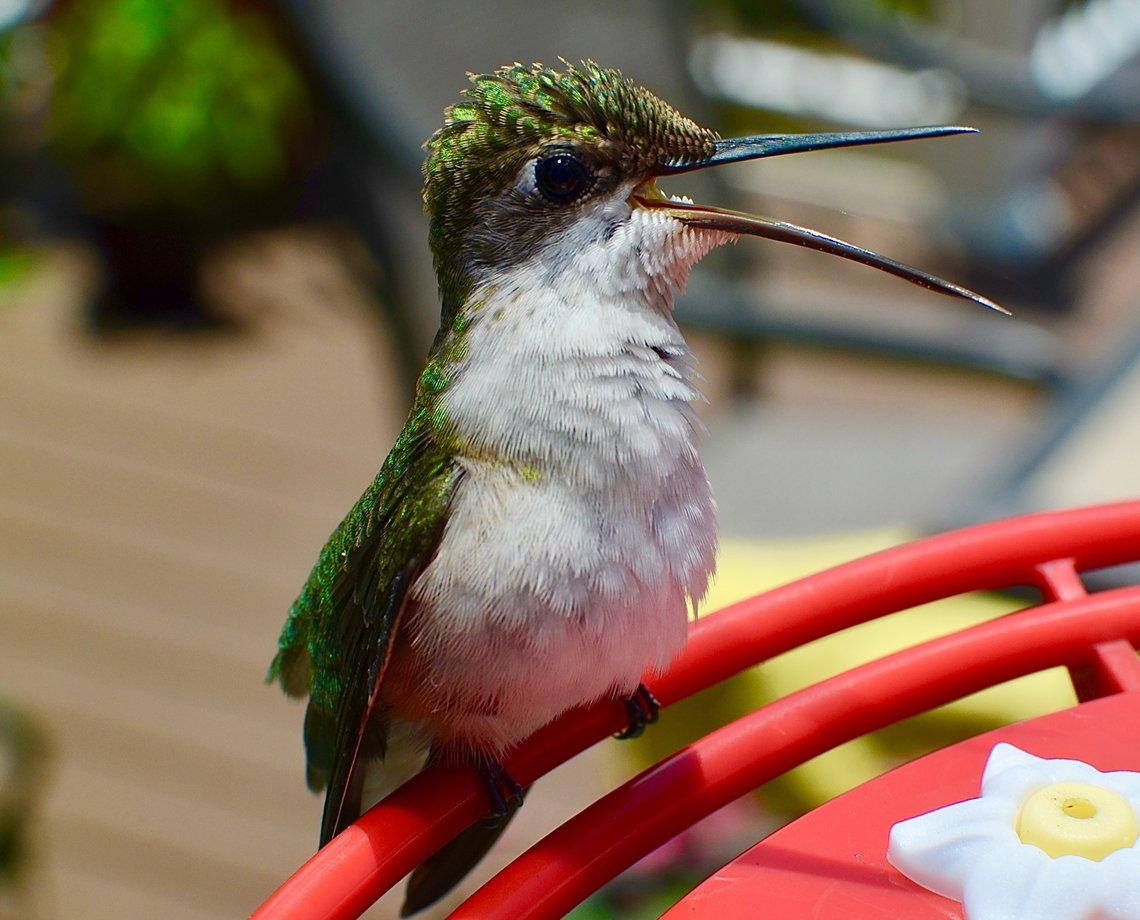 Município baiano faz primeiro encontro de observadores de aves; veja como participar