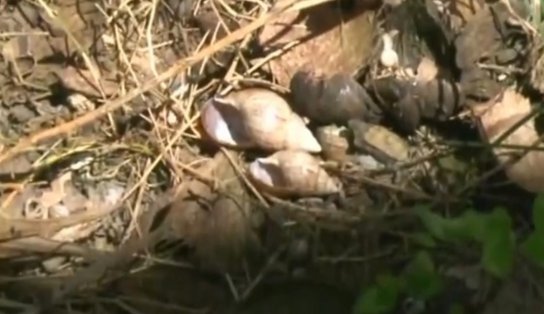 Terreno com infestação de caramujos preocupa moradores da Ribeira 