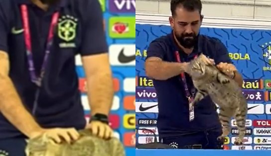 Conselho de veterinária diz que forma de segurar gato em coletiva da CBF é "comum"