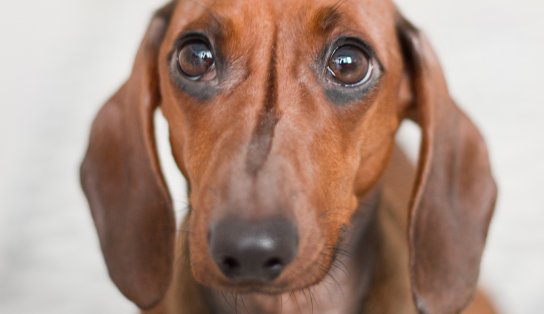 Agressores serão obrigados a pagar despesas veterinárias de animais vítimas de maus-tratos em Salvador