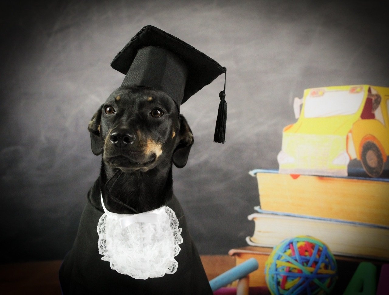 Cachorros recebem boletim e até diploma de creches para animais; veja fotos