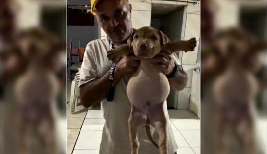 Olho maior que a barriga? Filhote de cão fura pacote de ração e termina com barriga enorme