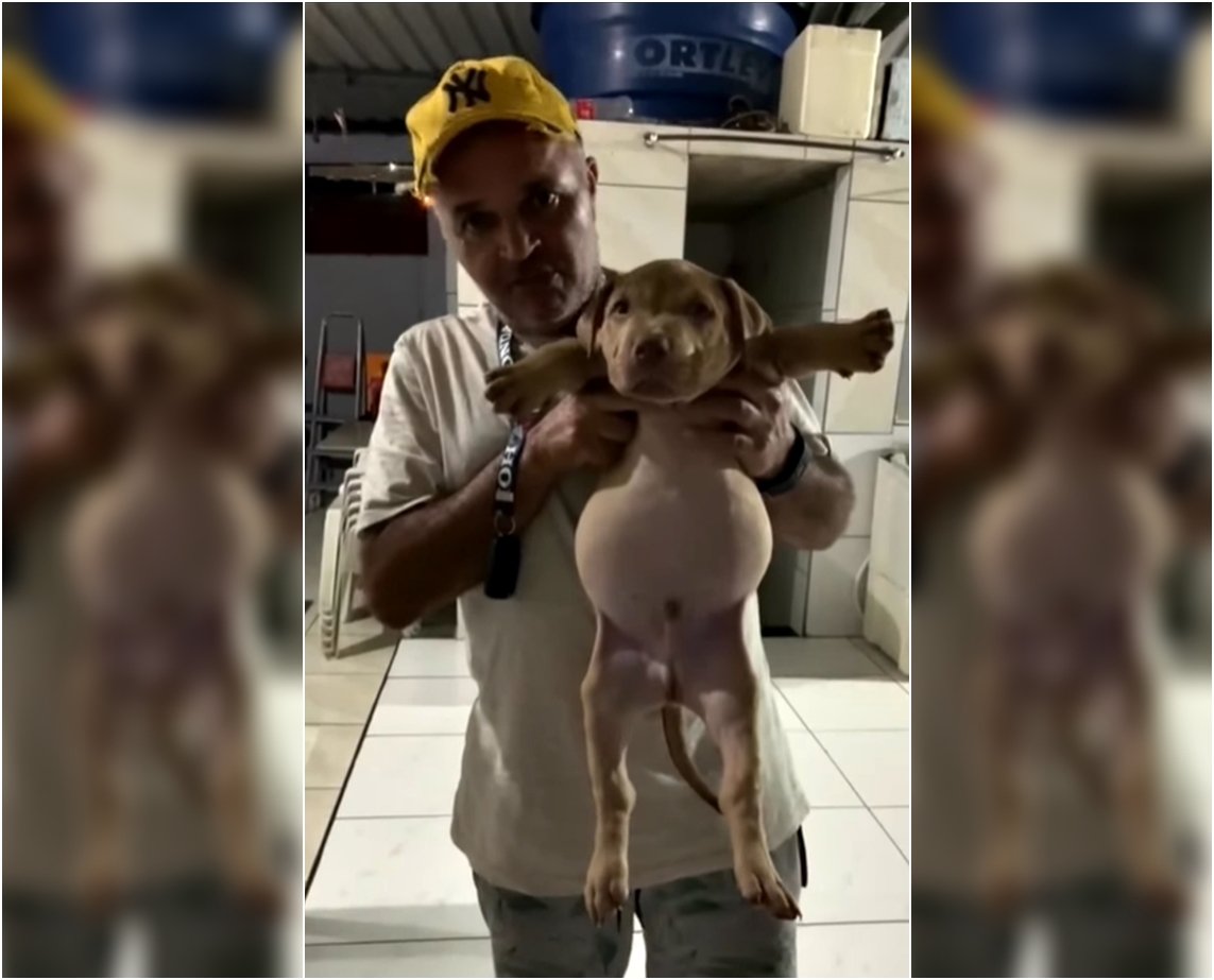 Olho maior que a barriga? Filhote de cão fura pacote de ração e termina com barriga enorme