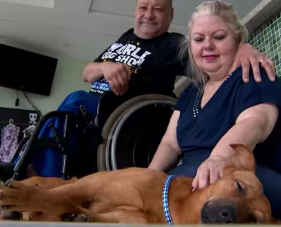 Vira-lata caramelo invade desfile de cães de raça e é adotado em São Paulo