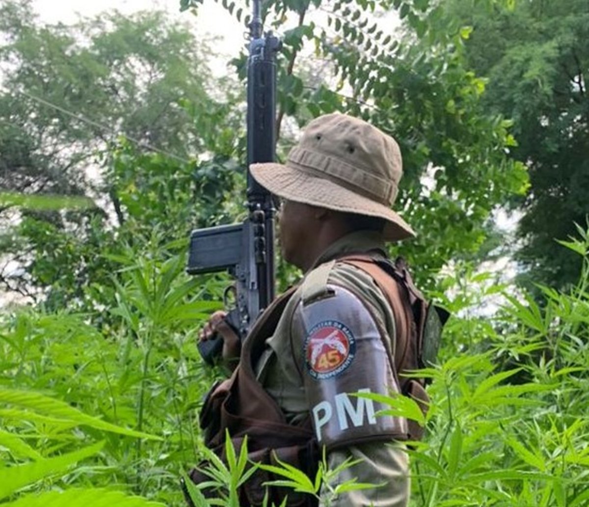 Seis mil pés de maconha são erradicados no interior da Bahia; homem é preso