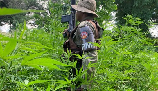 Em ação de combate, seis mil pés de maconha são erradicados em Curaçá, interior da Bahia