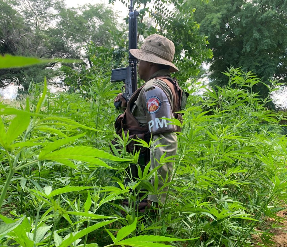 Em ação de combate, seis mil pés de maconha são erradicados em Curaçá, interior da Bahia