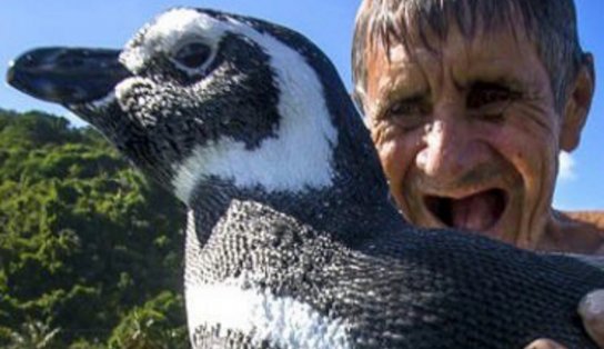 Ele voltou! Cinco anos depois, pinguim viaja 3 mil km para visitar amigo que o salvou em Angra dos Reis