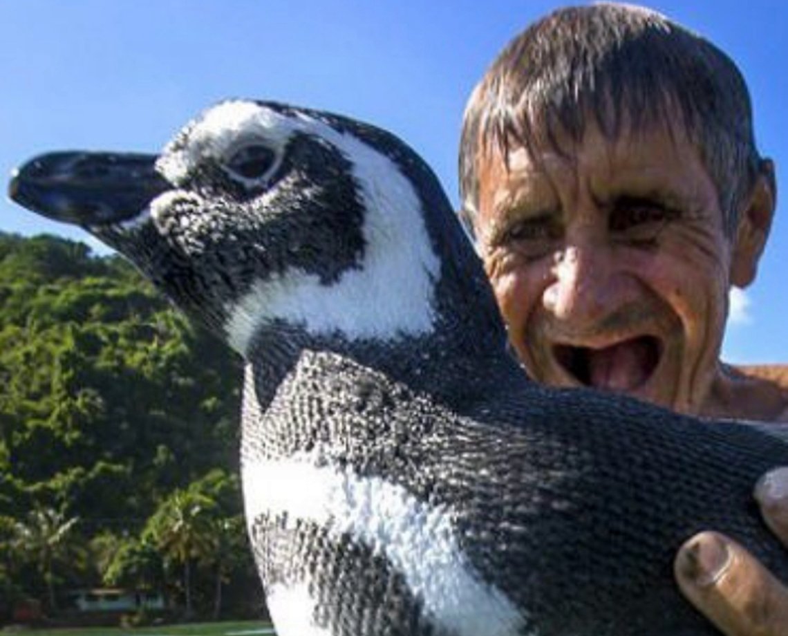 Ele voltou! Cinco anos depois, pinguim viaja 3 mil km para visitar amigo que o salvou em Angra dos Reis