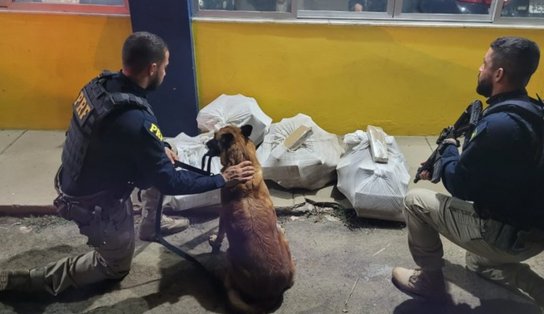 Cachorro policial realiza opera"cão", prende traficante e intercepta quase 100 quilos de maconha em Feira de Santana