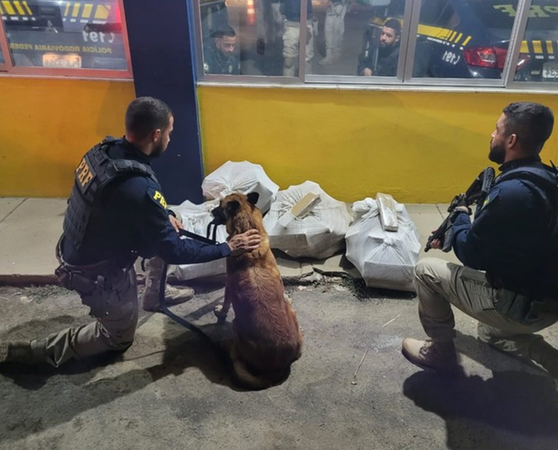 Cachorro policial realiza opera"cão", prende traficante e intercepta quase 100 quilos de maconha em Feira de Santana