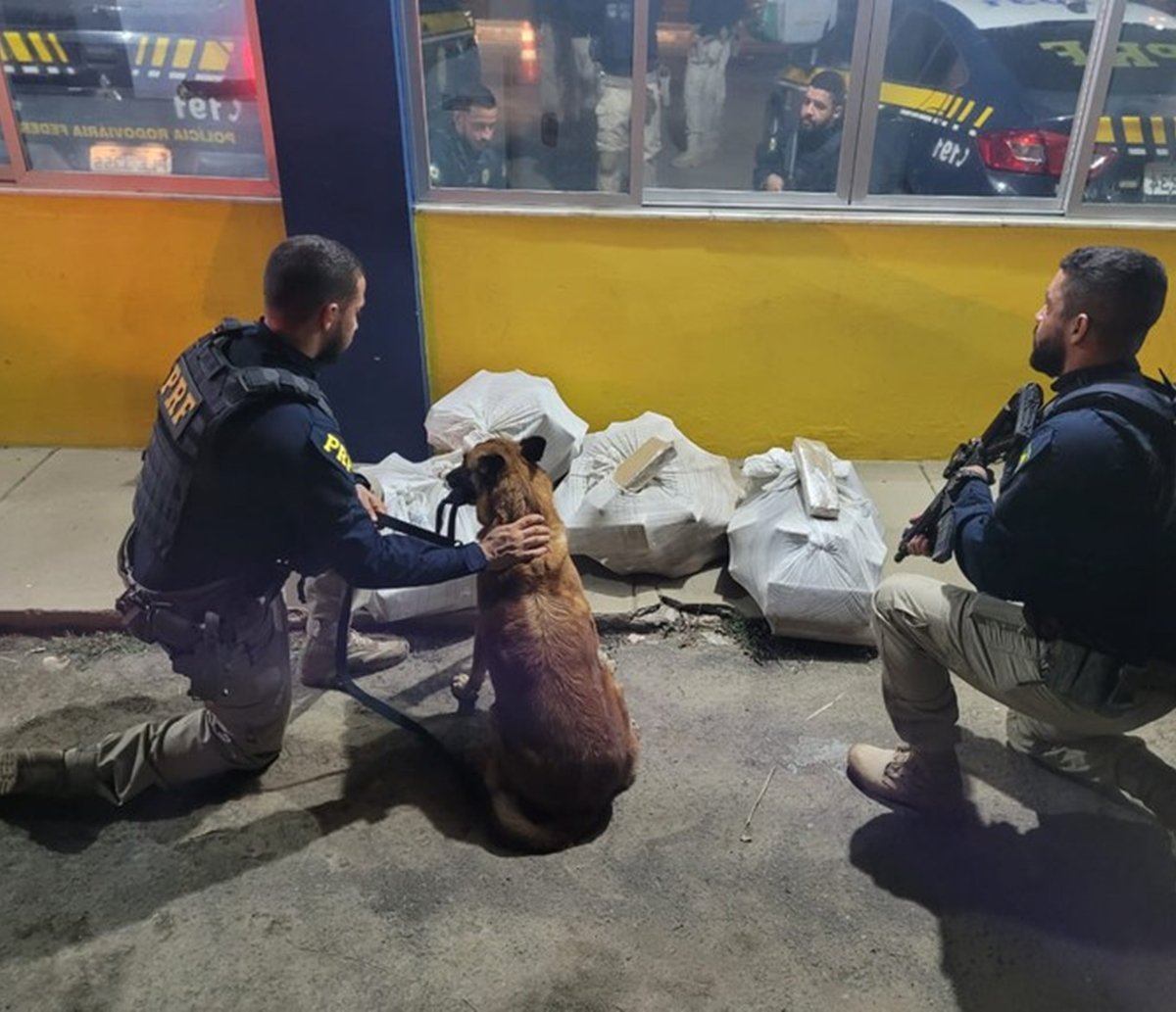 Cachorro policial realiza opera"cão", prende traficante e intercepta quase 100 quilos de maconha em Feira de Santana