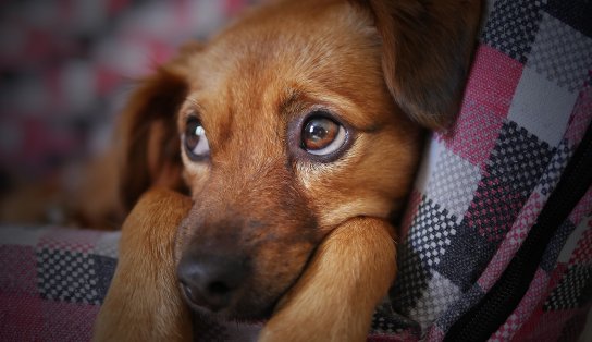 Fim de ano: saiba como proteger os animais de estimação dos barulhos dos fogos