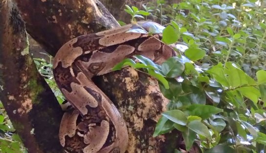 "Que cobrão! "Jiboia de dois metros e sete quilos é encontrada em condomínio do Stiep