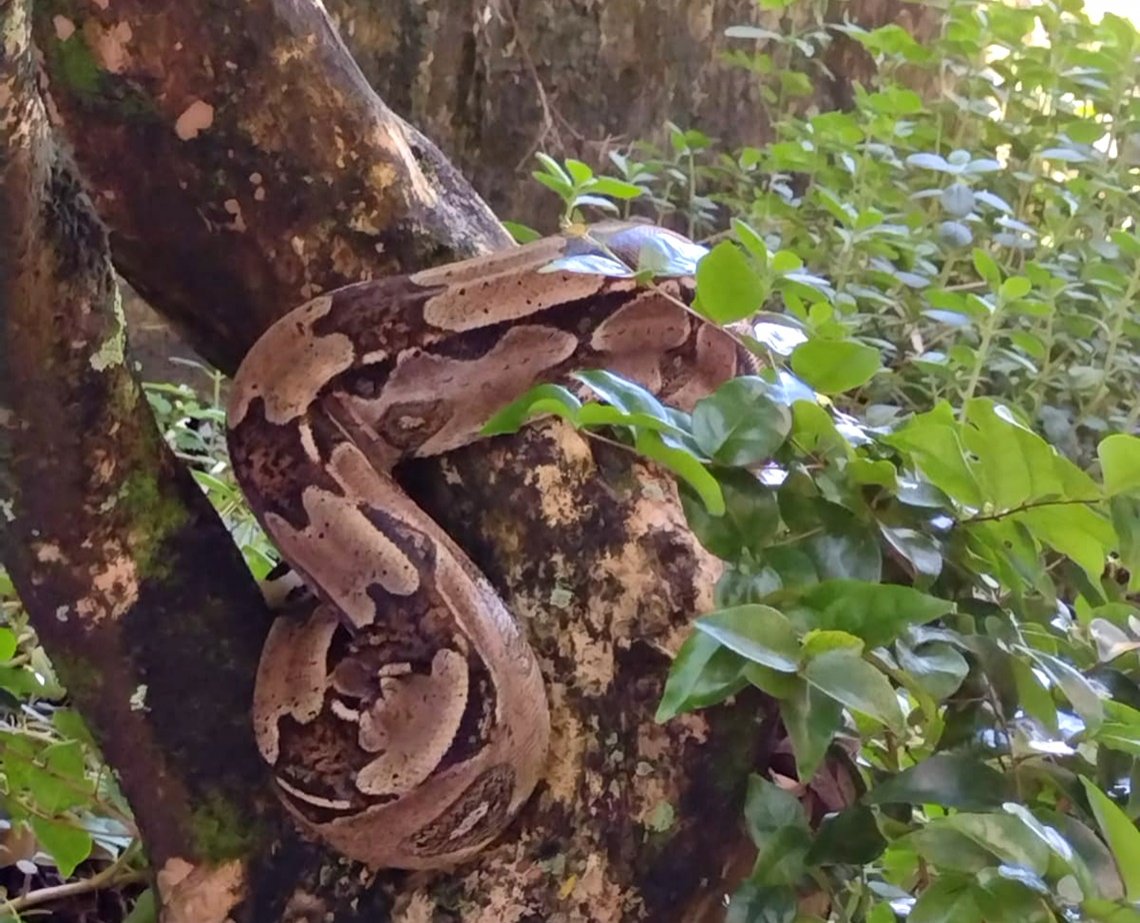 "Que cobrão! "Jiboia de dois metros e sete quilos é encontrada em condomínio do Stiep