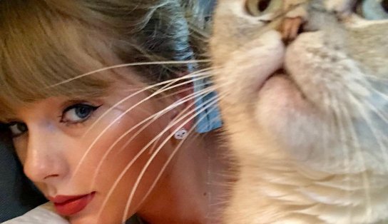  Com um patrimônio de R$ 529 milhões, gata de Taylor Swift é o terceiro pet mais rico mundo