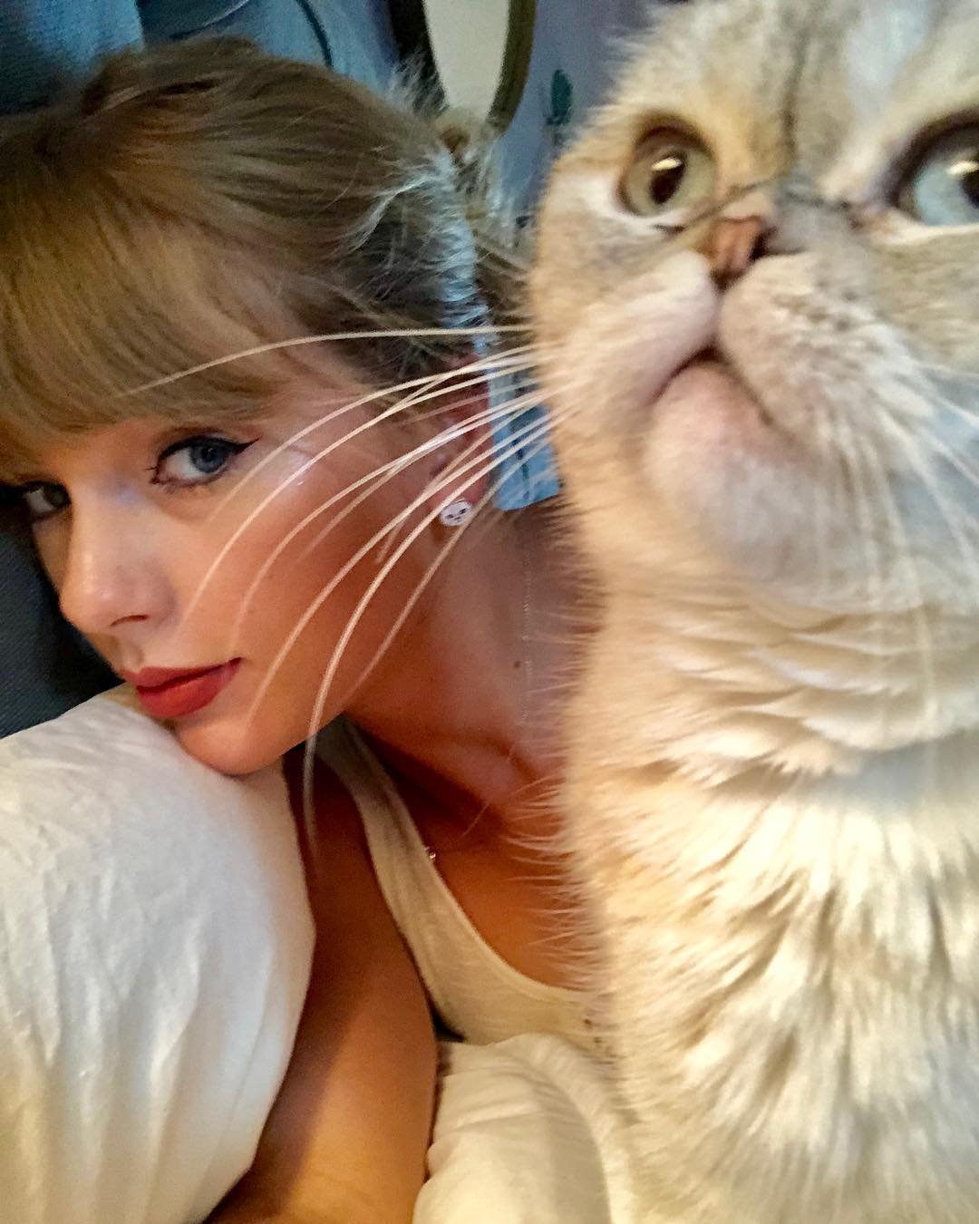  Com um patrimônio de R$ 529 milhões, gata de Taylor Swift é o terceiro pet mais rico mundo