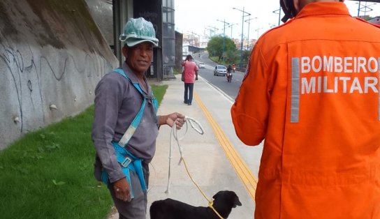 Cachorro sem dono cai em córrego e é resgatado pelo Corpo de Bombeiros