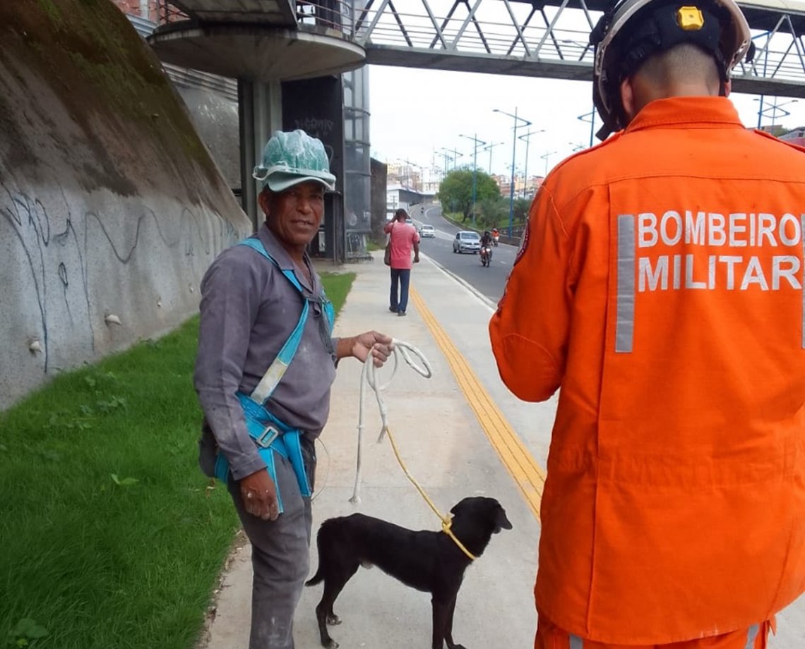 Cachorro sem dono cai em córrego e é resgatado pelo Corpo de Bombeiros