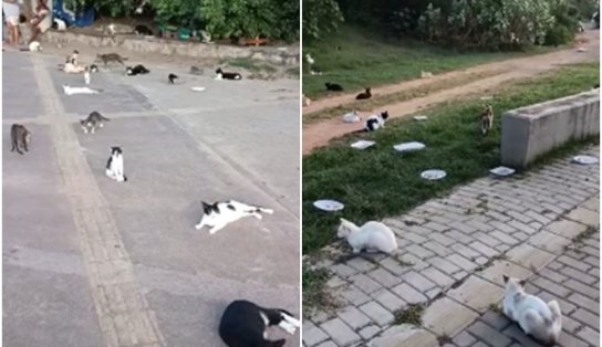 Abandono leva a surgimento de "colônia de gatos" em Piatã; Prefeitura estuda plano de ação no local 