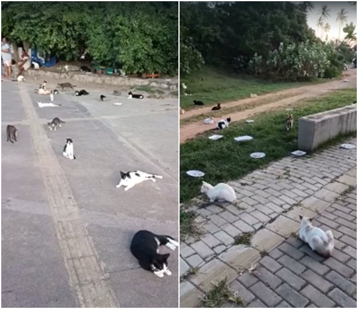 Abandono leva a surgimento de "colônia de gatos" em Piatã; Prefeitura estuda plano de ação no local 