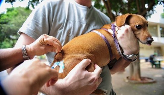 Mutirão de vacina que protege cachorros contra 10 doenças acontece no Parque da Cidade; saiba como levar seu pet