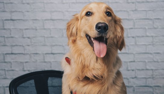 Shopping de Salvador promove encontro de cachorros da Golden Retriever neste sábado