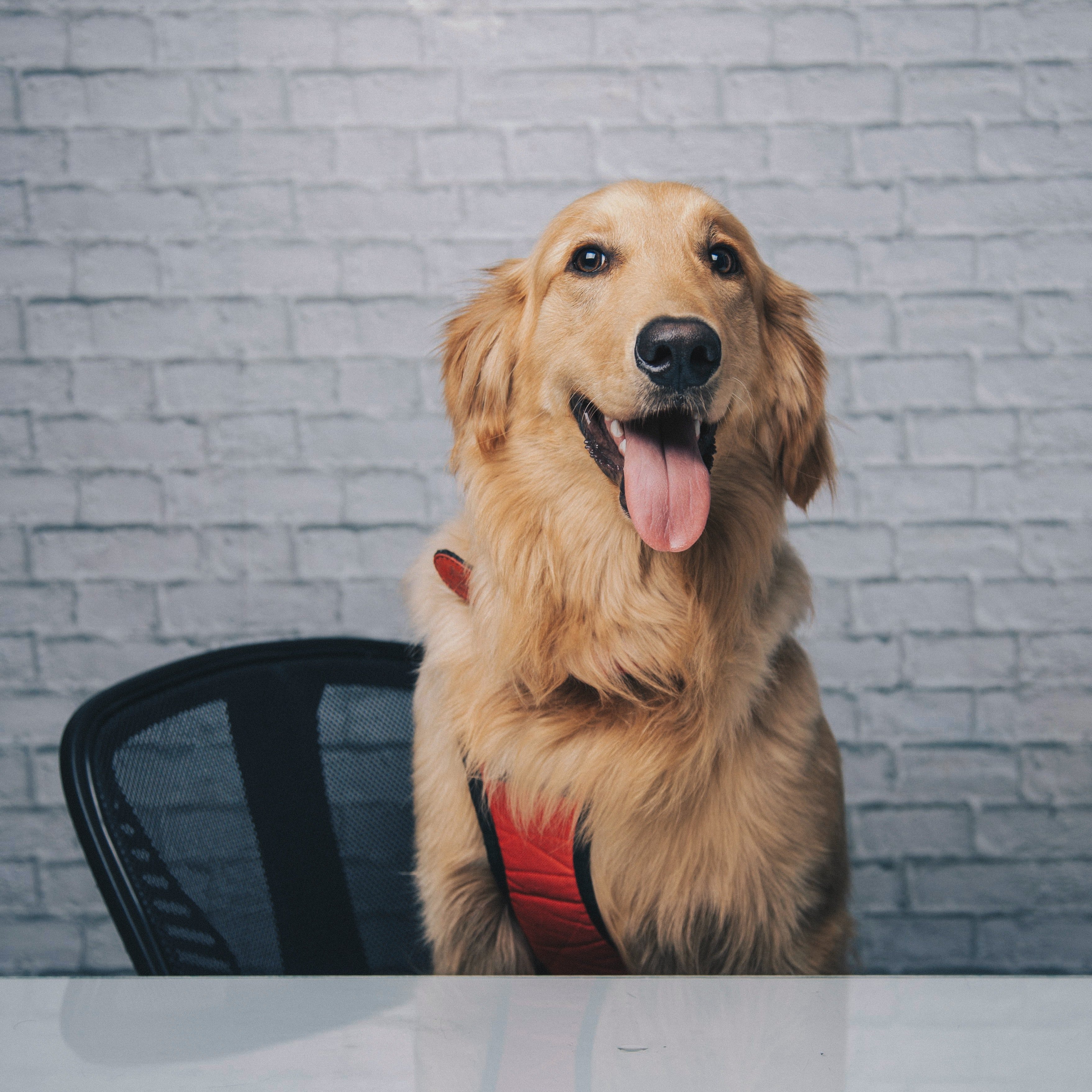 Shopping de Salvador promove encontro de cachorros da Golden Retriever neste sábado