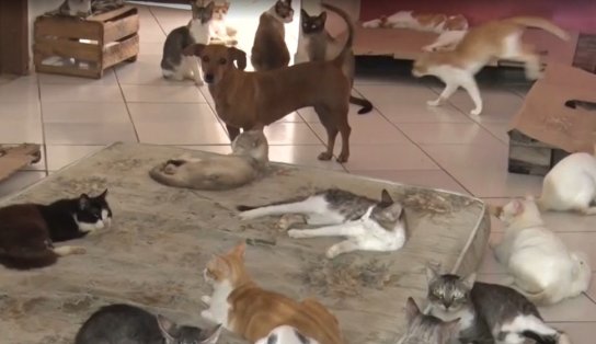 Gatos são encontrados mortos por envenenamento em Teixeira de Freitas, na Bahia; Polícia Civil investiga o caso