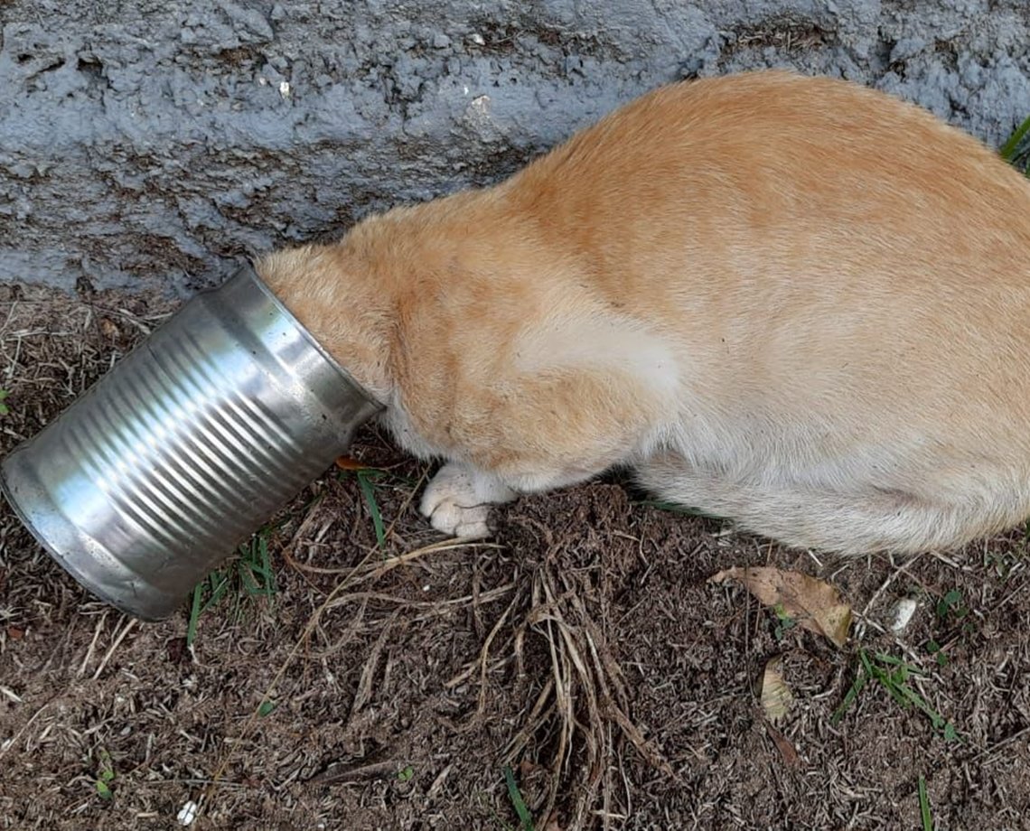 Após ficar com a cabeça “enlatada”, gato é socorrido por Corpo de Bombeiros