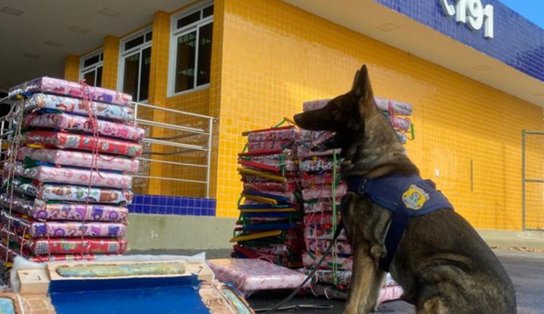 Cão policial encontra 211 kg de maconha com passageiro de ônibus em Vitória da Conquista 