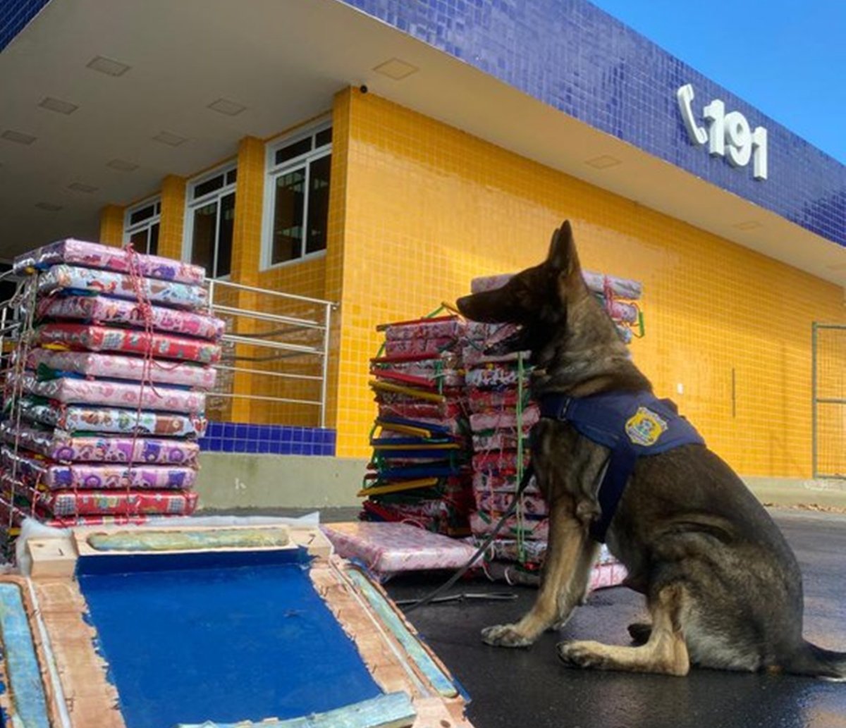 Cão policial encontra 211 kg de maconha com passageiro de ônibus em Vitória da Conquista 