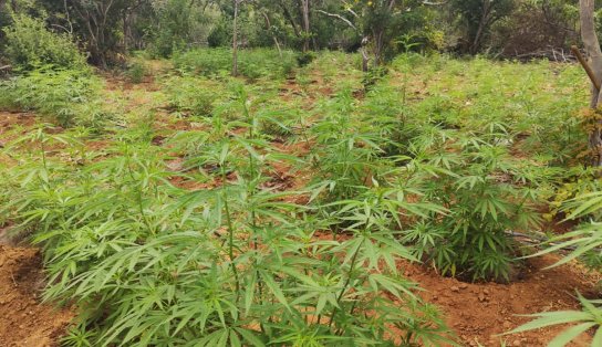 Cerca de 15 mil pés de maconha vão abaixo em fazenda do município de Curaçá 