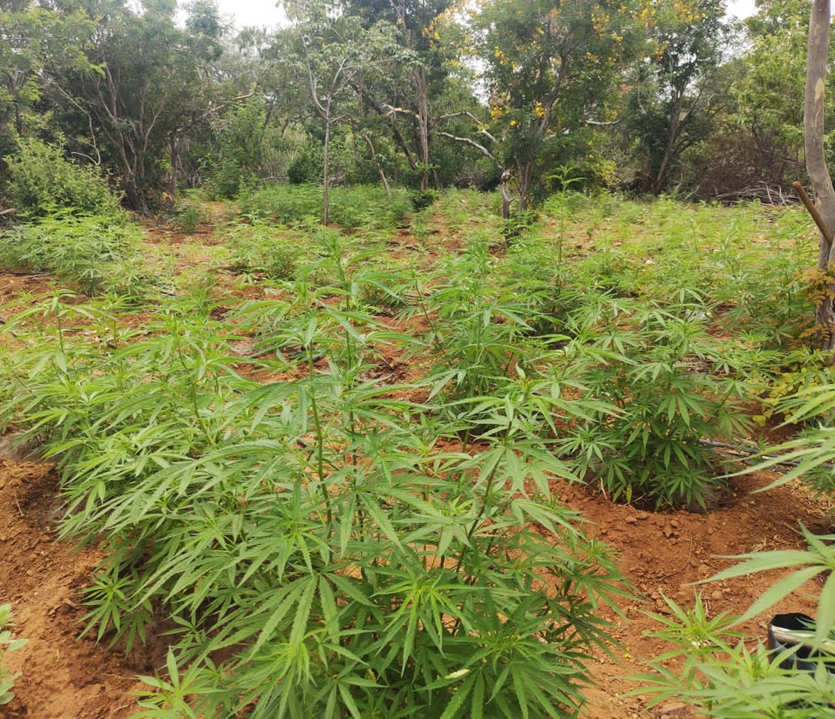 Cerca de 15 mil pés de maconha vão abaixo em fazenda do município de Curaçá 