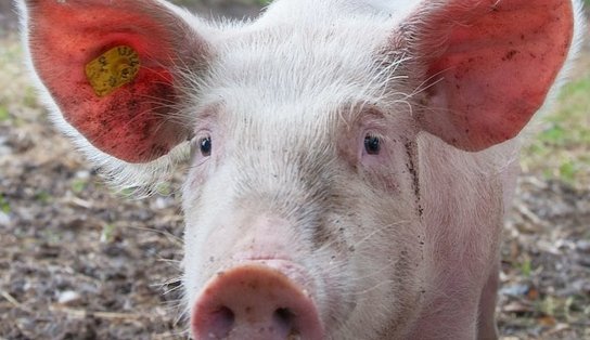 Vingança! Porco se salva de abate e mata açougueiro em Hong Kong 