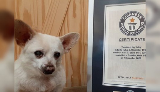 Chihuahua de 23 anos é eleito o cachorro mais velho do mundo; conheça Spike