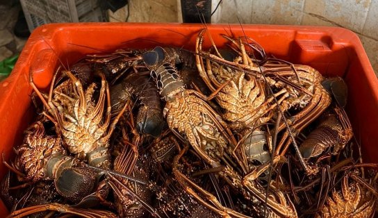 Polícia Militar apreende mais de 16kg de lagosta em Salvador