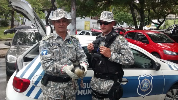 Guarda Municipal resgata Pinguim no bairro de Massaranduba