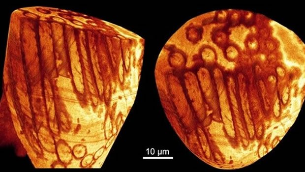 Pesquisadores encontram esperma gigante e com 17 milhões de anos