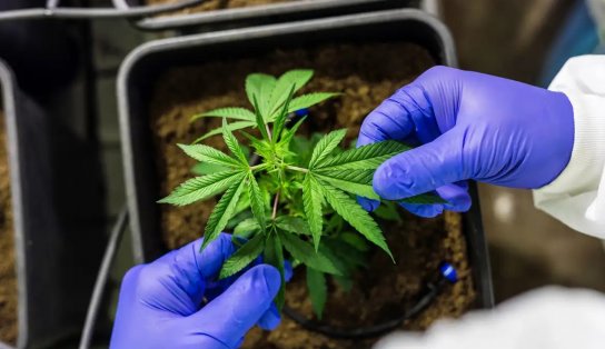 STJ autoriza cultivo de cannabis para fins medicinais