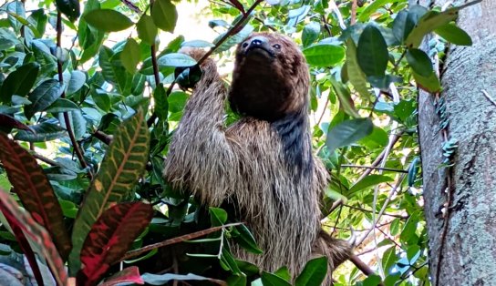 Bicho-preguiça é resgatado no campus da Ufba, em Salvador