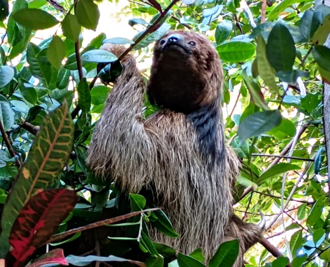 Bicho-preguiça é resgatado no campus da Ufba, em Salvador