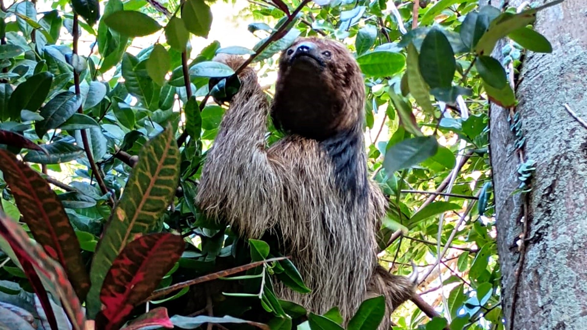 Bicho-preguiça é resgatado no campus da Ufba, em Salvador