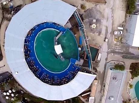 Drone flagra orca vivendo em tanque de 10 metros de diâmetro