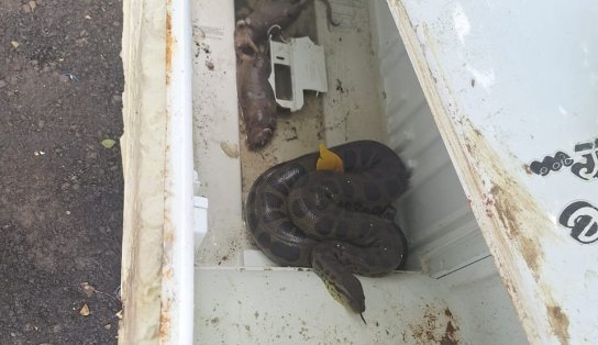 Quatro cobras são resgatadas em Salvador nesta quinta-feira