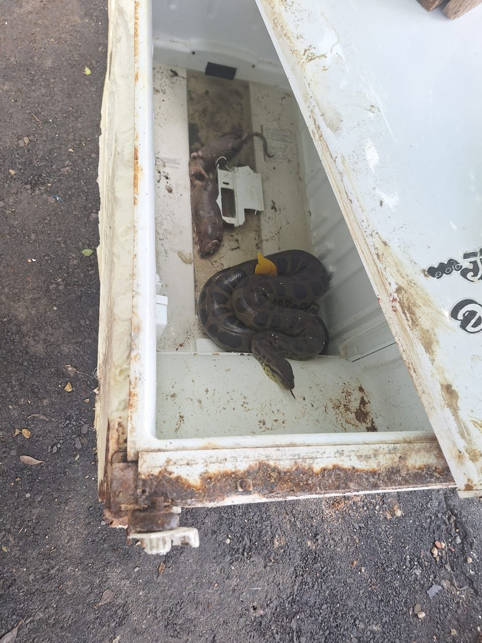 Quatro cobras são resgatadas em Salvador nesta quinta-feira