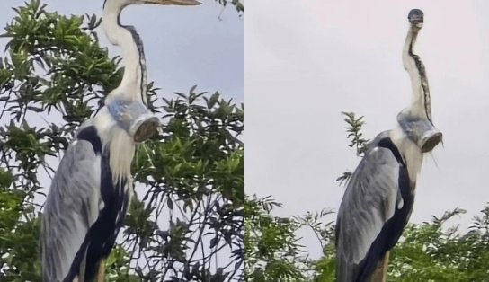 Garça com copo plástico entalado no pescoço mobiliza esforços de resgate